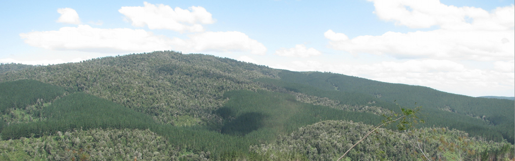 Native forest substitution by pine plantation for timber and paper industry has produce large scale fragmentation of natural habitats and land degradation in Chile